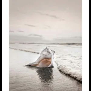 Versand Am Gleichen Tag Shell On Beach Poster