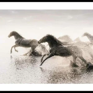 Wild Horses Running Poster Markenware