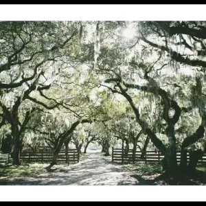 Canopy Of Trees Poster Jetzt Kaufen