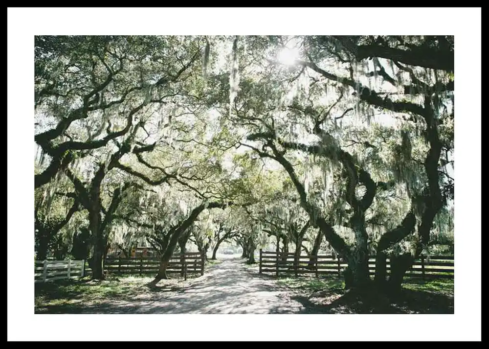 Canopy Of Trees Poster Jetzt Kaufen