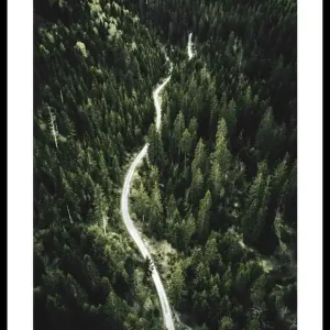 Coniferous Forest Poster Zertifiziert