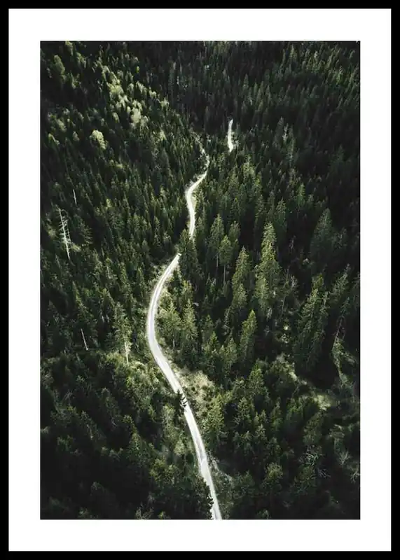 Coniferous Forest Poster Zertifiziert