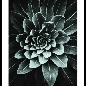 Sichere Zahlung Leaf Rosette Poster