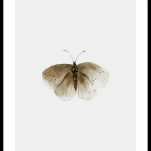 Watercolor Butterfly Poster Highlight