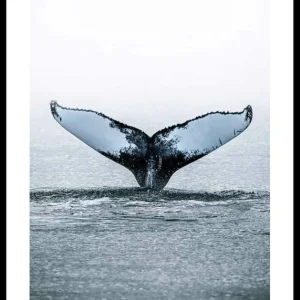 Whale Tail Poster Neu