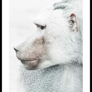 Neu Im Sortiment Baboon Poster