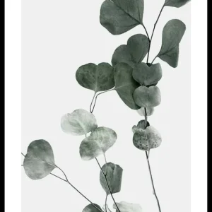 Eucalyptus No7 Poster Online Kaufen