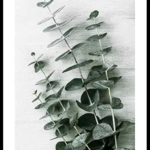 Eucalyptus No6 Poster Neu