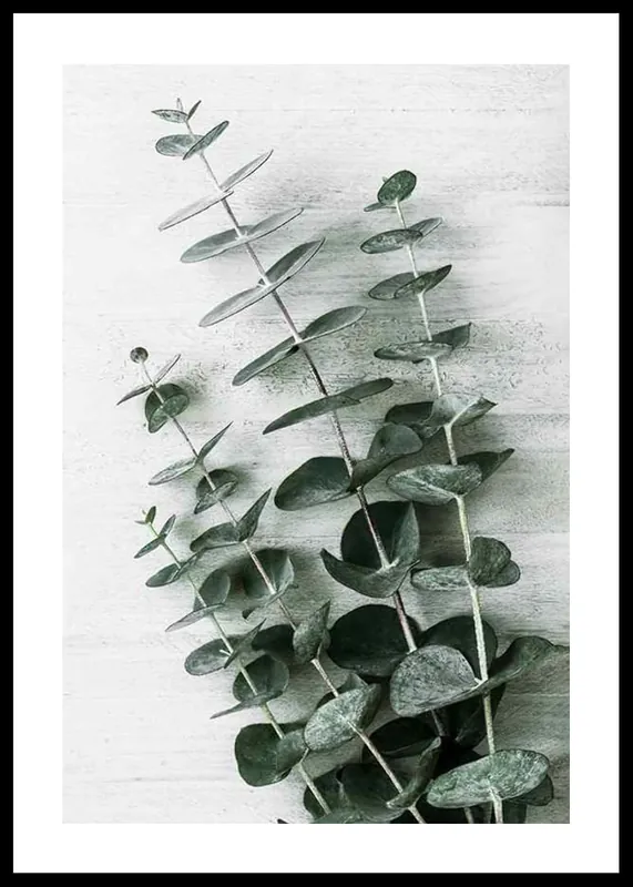 Eucalyptus No6 Poster Neu