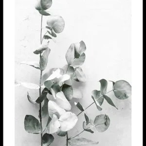 Eucalyptus No4 Poster Neue Ware