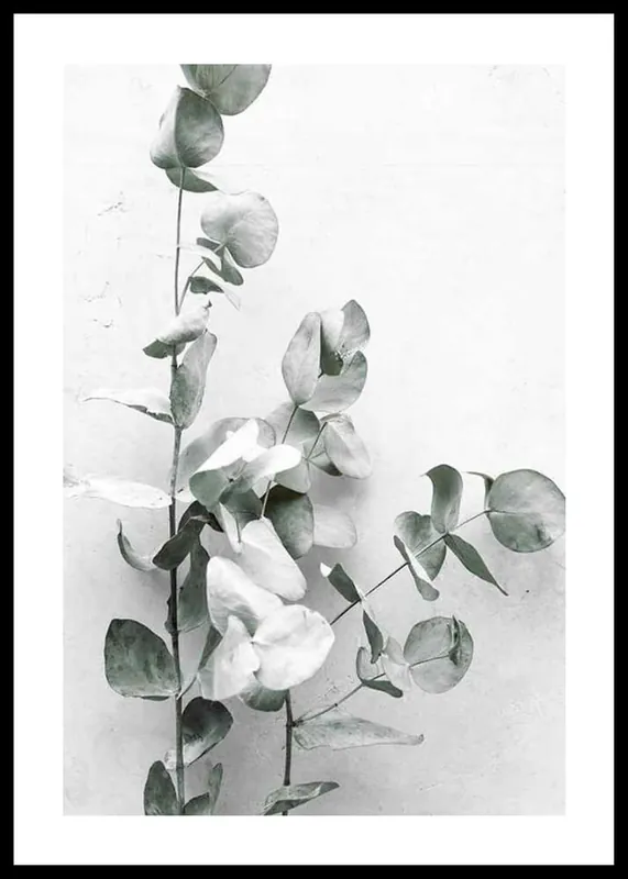 Eucalyptus No4 Poster Neue Ware