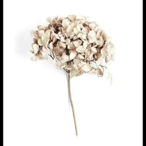 Sofort Bestellen Dried Field Flower No2 Poster