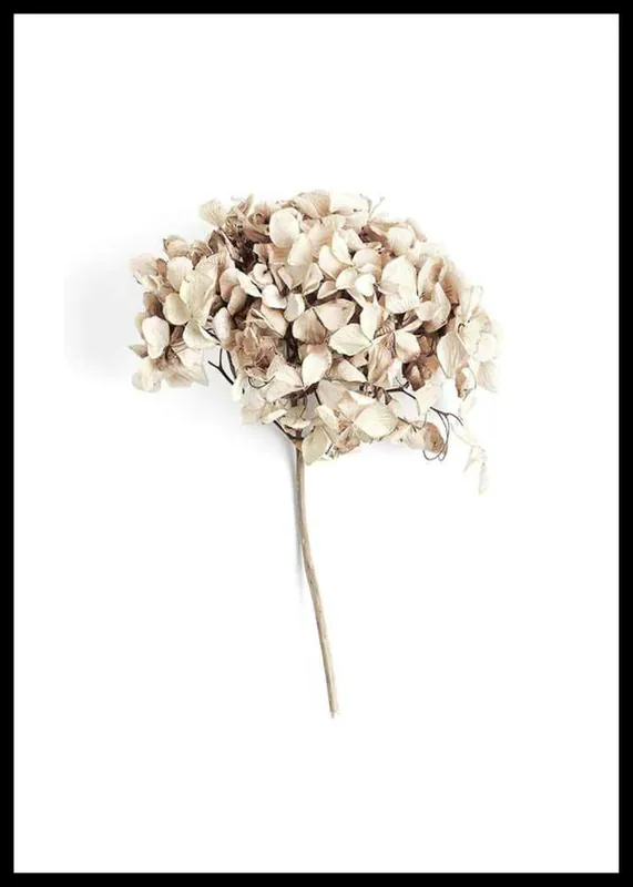 Sofort Bestellen Dried Field Flower No2 Poster