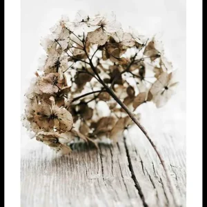 Markenprodukt Dried Field Flower No1 Poster