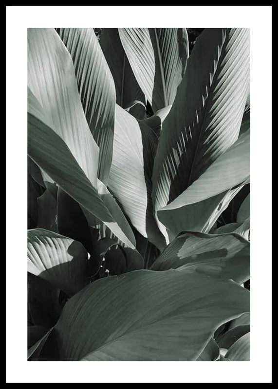 Banana Leaves No4 Poster Mega-Angebot