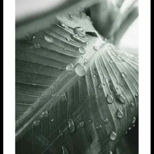 Gratis Versand Palm Leaf Raindrops Poster