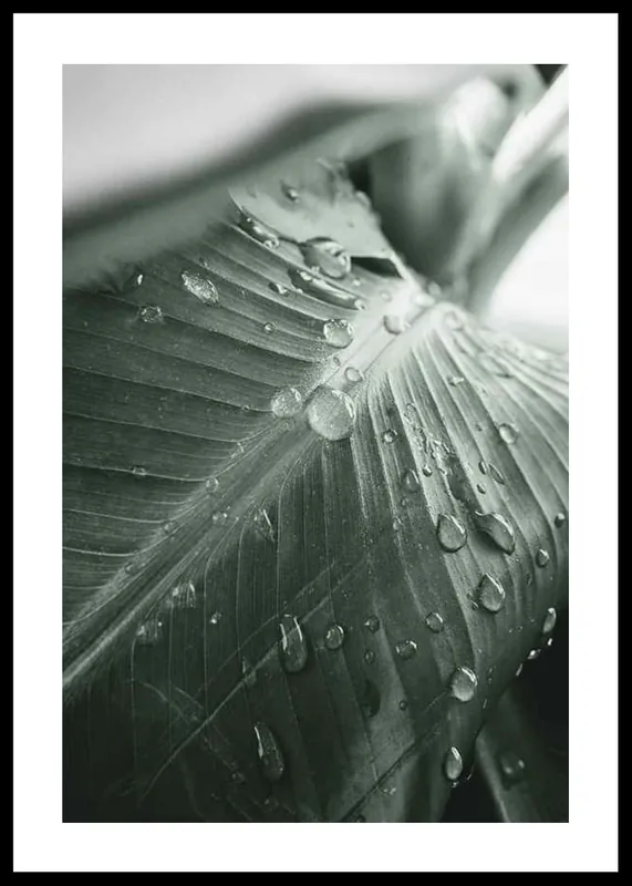 Gratis Versand Palm Leaf Raindrops Poster