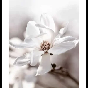 Top-Preis Flowering Star Magnolia Poster