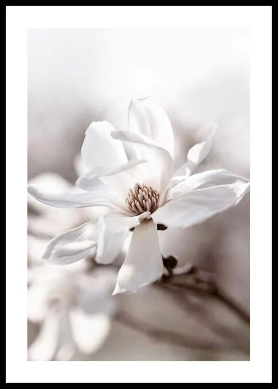 Top-Preis Flowering Star Magnolia Poster
