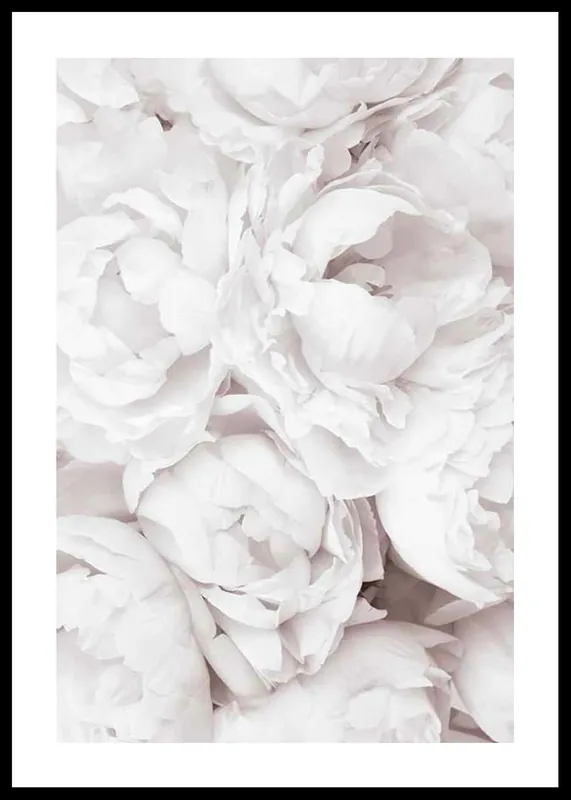 Bright Pink Roses No3 Poster Aktuell