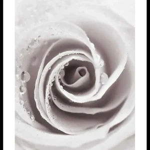 Bright Pink Rose No1 Poster Neue Kollektion