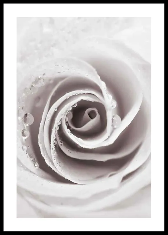 Bright Pink Rose No1 Poster Neue Kollektion