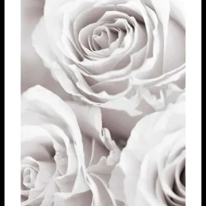 Top-Preis Bright Pink Roses No1 Poster