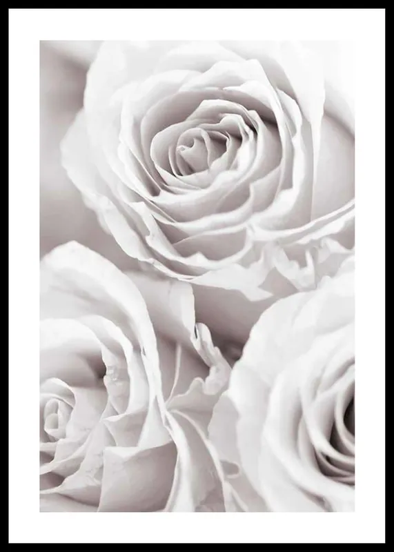 Top-Preis Bright Pink Roses No1 Poster