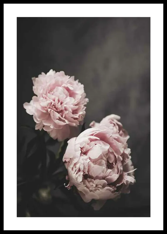 Schnäppchen Pink peonies No2 Poster