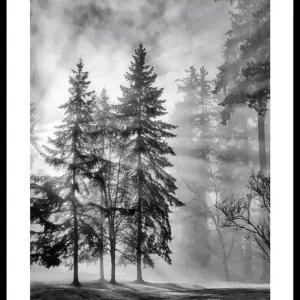 Preiswert Sunrays Through Trees Poster