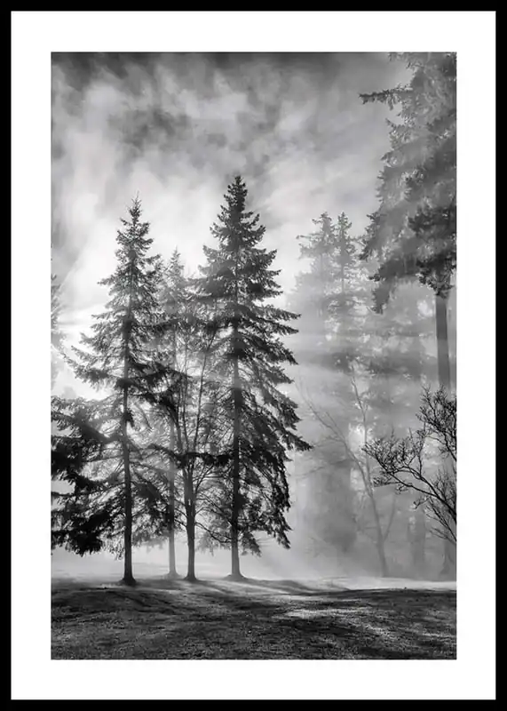 Preiswert Sunrays Through Trees Poster