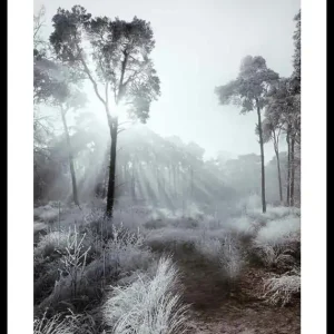Winter Sunrays Poster Beliebt