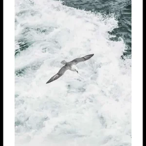 Grey Seagull Poster Letzte Chance