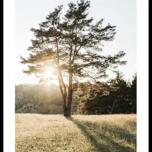 Tree in Sunlight Poster Bestseller