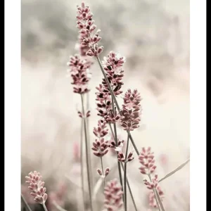Dried Plants No4 Poster Geprüft