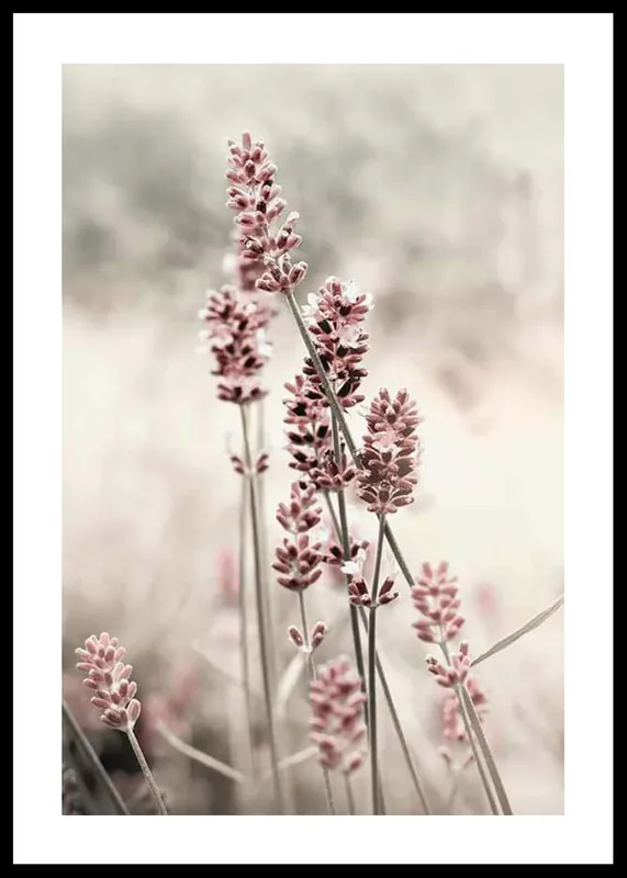 Dried Plants No4 Poster Geprüft