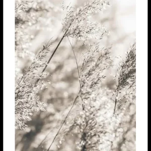 Dried Plants No3 Poster Billig