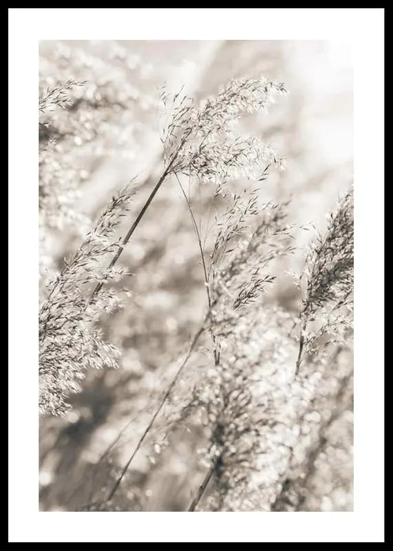 Dried Plants No3 Poster Billig
