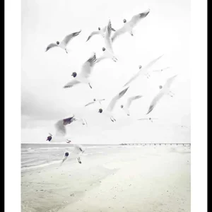 Beliebt Black-Headed Seagulls Poster