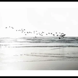 Preis Gesenkt Birds Over Beach Poster