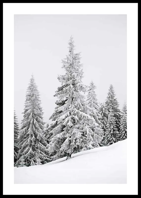 Markenware Spruce In Winter Poster