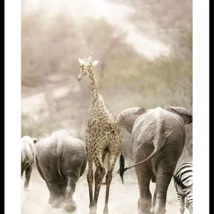 Direkt Vom Hersteller Wild African Animals Poster