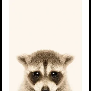 Baby Raccoon Poster Aktuell