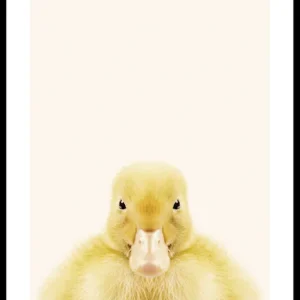 Rabatt Baby Duck Poster
