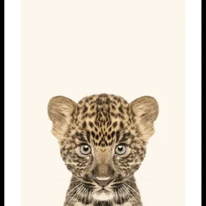 Direkt Vom Hersteller Baby Leopard Poster