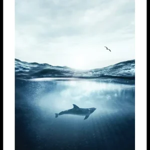 Dolphin And Seagull Poster Kostenloser Versand
