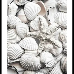 Seashells Poster Versand Am Gleichen Tag
