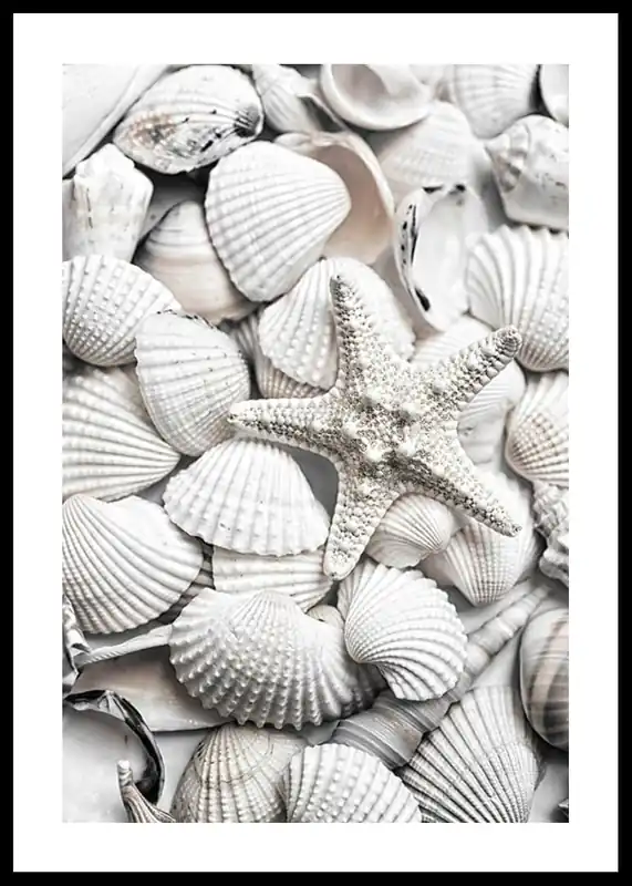 Seashells Poster Versand Am Gleichen Tag