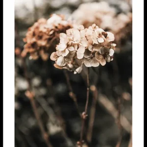 Markenware Hortensia Flower Poster