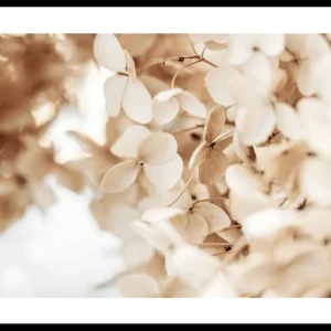 Dried Hydrangea No2 Poster Bestpreis